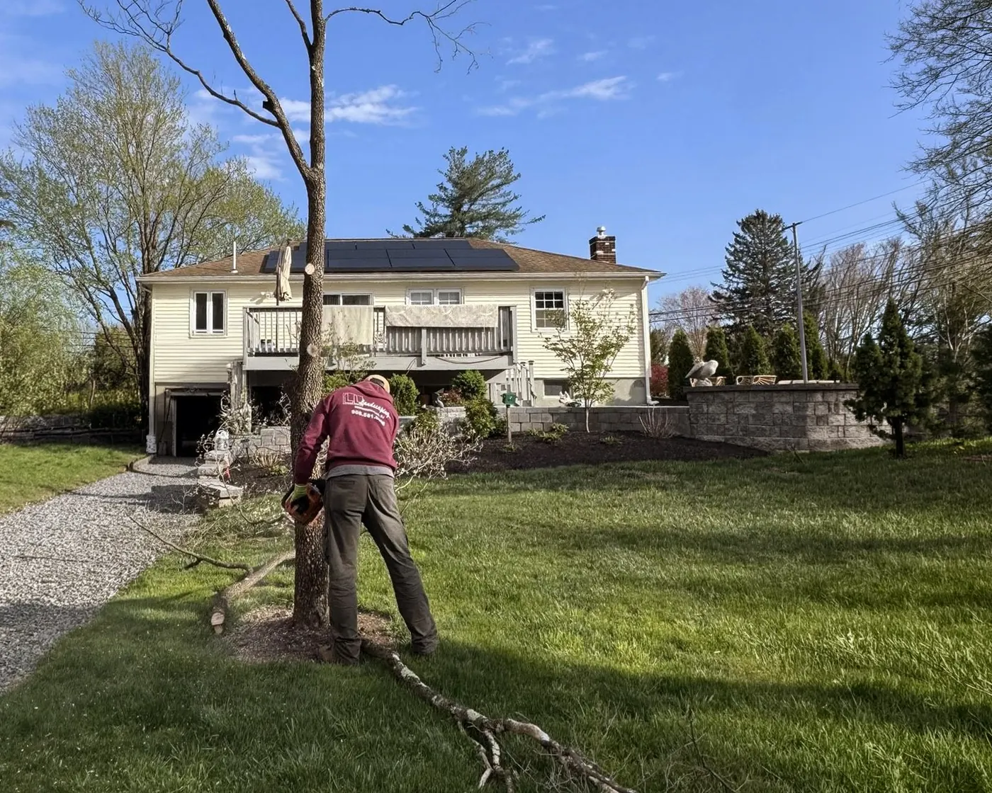 An LL Landscaping crew member in a red jacket pruning a small tree in a residential front yard, with a freshly cut striped lawn, a stone retaining wall, and a gray two-story home in the background.